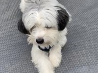 3 Yaşında Erkek Full Eğitimli Maltipoo