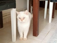 British Blue Point Kedimiz