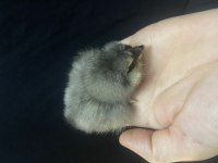 Orijinal Americuana civcivler