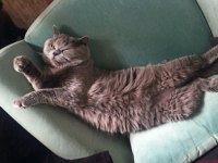 British longhair Pars yeni bir yuva arıyor