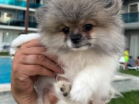Pomeranian boo dişi tea cup