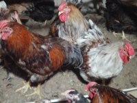 Splash, gsg, blue wyandot tavuklar
