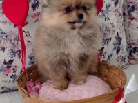 Dünyalar Güzeli Pomeranian Bo Dişi Yavru