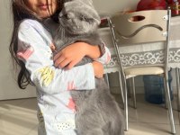 Acil sahiplendirilecek scottish fold