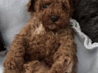 Toy Poodle