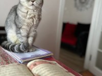Ücretsiz ev kedisi