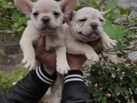 Blue tan platinyum french bulldog
