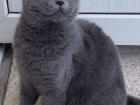 British shorthair kedimi sahiplendiriyorum acil
