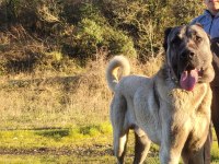 ANADOLU ÇOBAN KÖPEĞI 90+