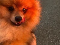 9 Aylık Erkek Pomeranian