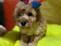 Bir avuç mutluluk poodle