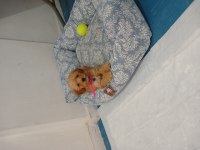 Maltipoo dişi
