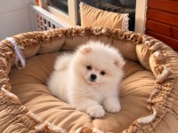Pomeranian Teddy Face 