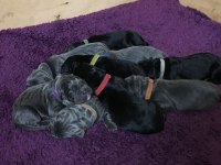 DEV CANE CORSO YAVRULARI