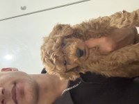 Kore toy poodle