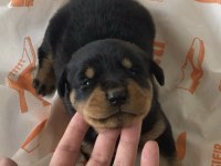 Rottweiler Uygun Sahiplendirilecektir