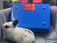 CÜCE NETHERLAND DWARF TAVŞANLAR
