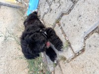 3 aylik maltipoo