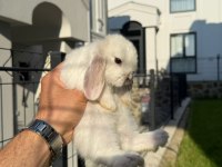 Safkan mini cüce ve Hollanda tavşanlar veterinerden