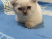 Scottish fold point prensesler