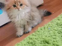 Full şecereli golden british longhair dişi