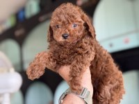 Yasal ruhsatlı çiftlikden toy poodle yavrularımız