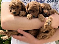 Kore Kan Poodle yavrular