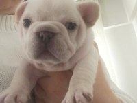 Egzotik french bulldog lilac tan platinum erkek bebekler