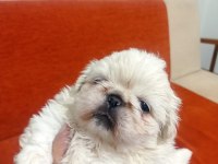 Pekinez yavru köpekler