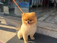 POMERANİAN BOO AYI SURAT 1.5 YAŞINDA