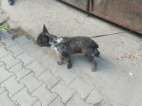 NADİR IRK BULLDOG MERLE