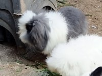 Tavşanlar