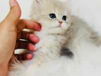 Blh ay 11 erkek yavru British longhair