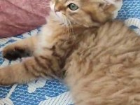 Sahibinden british longhair kedisi
