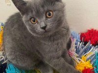 Orjinal British Shorthair Yavrular