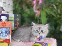 Sağlık Irk Garantili British Longhair Yavrularım