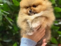 A kalite Pomeranian yavrular