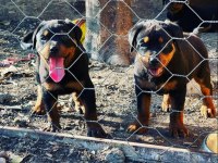 Üretim Çiftliğinden Rottweiler Yavrular