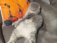 Erkek scottish Fold kedisi