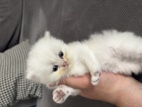 British Shorthair 40 Günlük Erkek Yavru