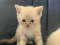 TAMAMEN SAĞLIKLI BRİTİSH KEDİLER