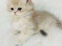 Blh ay 11 erkek yavru British longhair