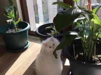 CHİNCHİLLA KEDİLERİMİZE YUVA ARIYORUZ