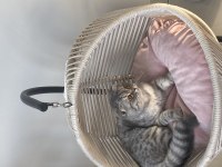Kızımız yeni sahiplerini bekliyor scottish fold