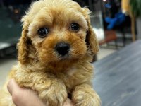 Koyu kahve maltipoo yavrularım