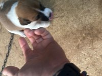 Orjinal jack russell 45 günlük oldular