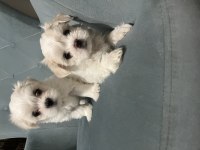 Kore Maltese Yavruları