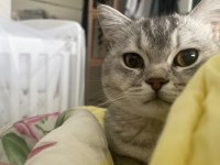 1 yaşındaki oğlumuz ailesini arıyor british shorthair