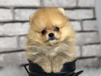 A KALİTENİN ÖTESİ POMERİAN BOO DÜNYASI