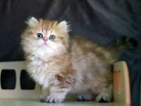 2,5 Aylık British Longhair Erkek Yavru